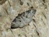 Perizoma sp.